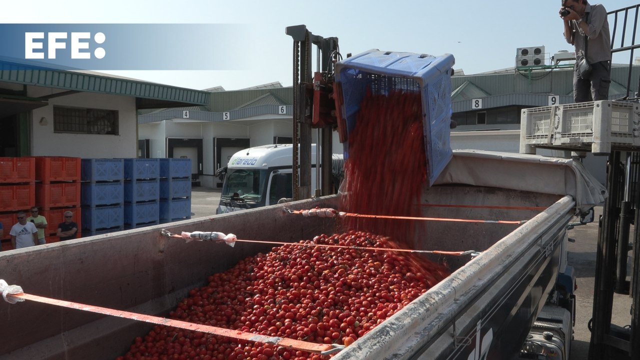 Las 120 toneladas de tomates cargadas en los camiones para la Tomatina 2024