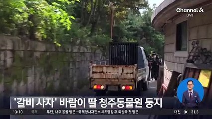 ‘갈비 사자’ 바람이 딸, 청주동물원에 둥지