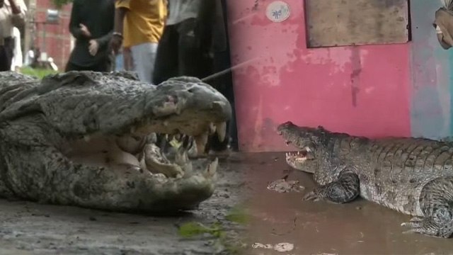 Vadodara Crocodile Videos: Gujarat City में Flood ने मचाई तबाही,घर घर पहुंचा मगरमच्छ Public Reaction