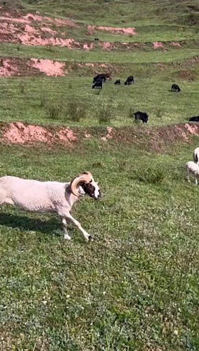 funny video Try not to laugh lamb hit