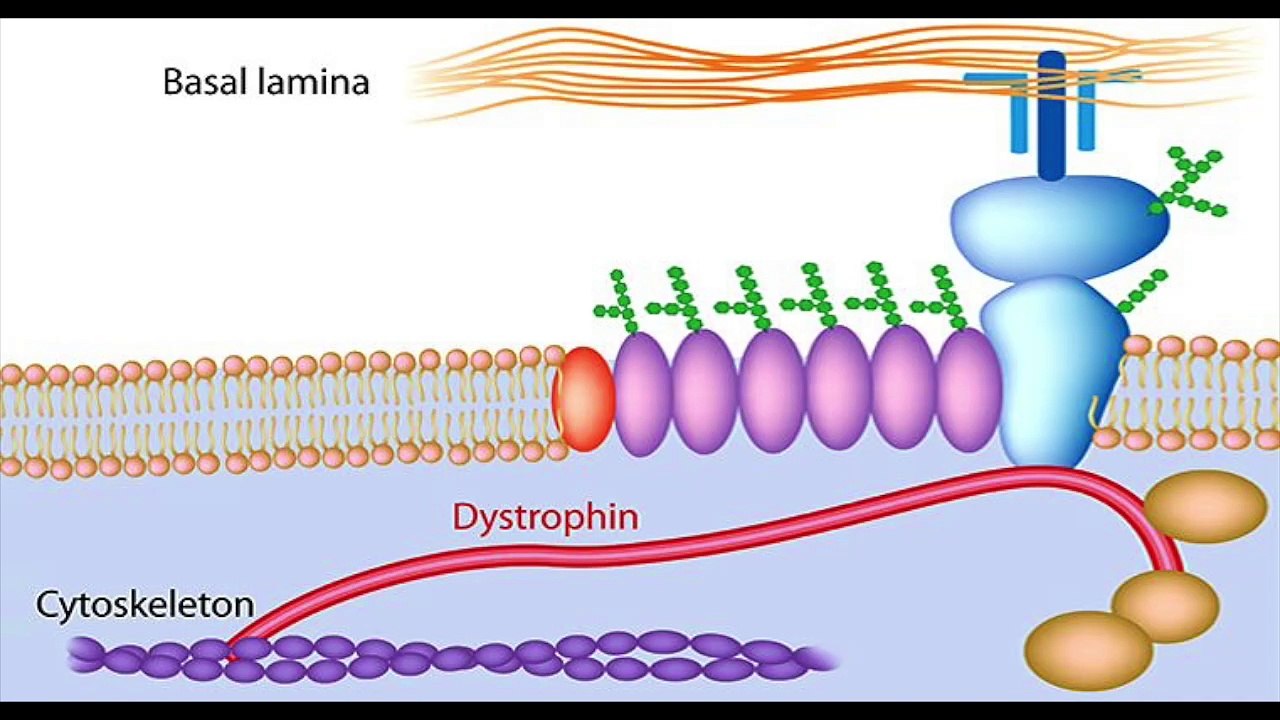 Duchenne Muscular Dystrophy