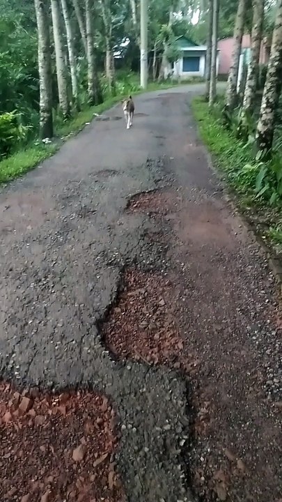 Dog walking village road