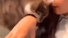 cat funny video