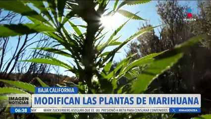 El crimen organizado utiliza agrobiotecnología para modificar las plantas de marihuana