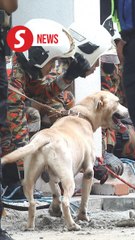 KL sinkhole: Frankie and Denti return to search for victim