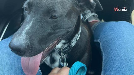 Marseille : la police intervient pour sauver un chiot attaché et traîné volontairement derrière un scooter