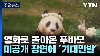 영화로 돌아온 푸바오...미공개 장면에 '기대만발' / YTN