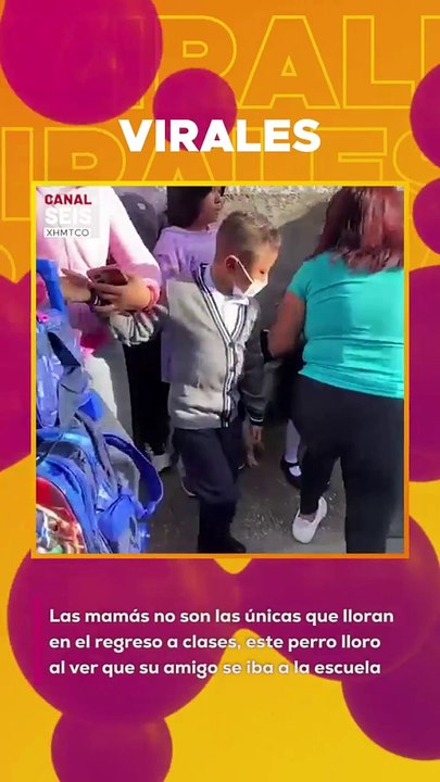 Las mamás no son las únicas que lloran en el regreso a clases, este perro lloro  al ver que su amigo se iba a la escuela