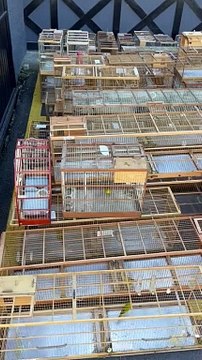 Pássaros são apreendidos após descoberta de tráfico de animais silvestres em SC