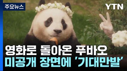 영화로 돌아온 푸바오...미공개 장면에 '기대만발' / YTN