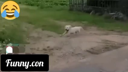 Finny Video # Viral Funny Video