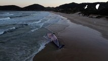 Una ballena bryde aparece muerta en el sur de Brasil