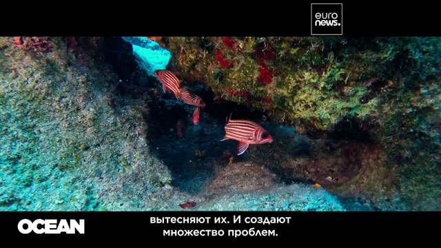 Как лесные пожары в засуху . Эксперты предупреждают об опасности морских тепловых волн