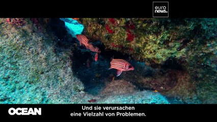 Marine Hitzewellen: Welche Folgen zu warmes Wasser auf das Ökosystem vor Zypern hat