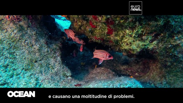 Perché le ondate di calore sono una minaccia per gli ecosistemi marini?