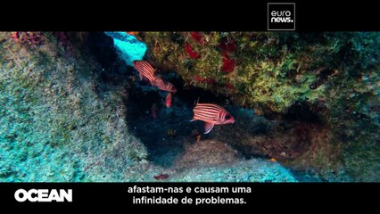Alta temperatura da água ameaça a vida dos oceanos