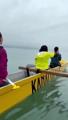 Baleias nadam junto a grupo de remadores em Santa Catarina