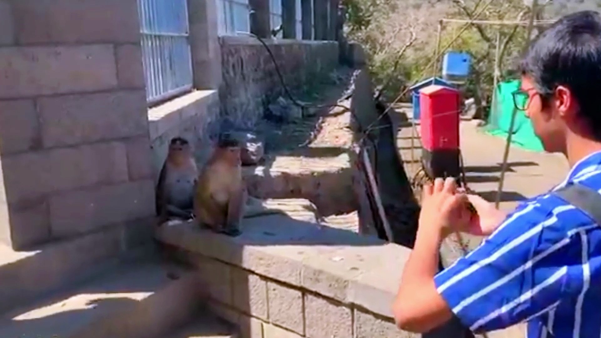 ⁣Funny Pets Compilation: Cute Animal Moments & Hilarious Animal Fails