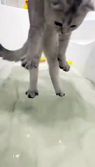 Kisa takes a bath for the first time