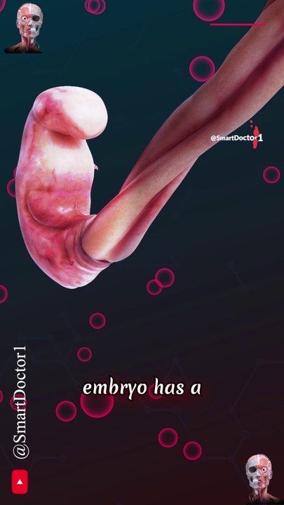 What Happens to the Embryonic Tail as We Develop?  . . . . . #development #pregnancy #baby #pregnant #babyboy #babygirl #babylove #anatomy #heart #medicina #doctor #america #माहवारी #月経 #gravidez #fetal #love #viral #Childbirth #new_life #طفل #infant #ベ