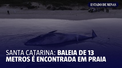 Santa Catarina: baleia de 13 metros é encontrada em praia