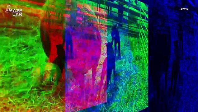 It’s a Sheep With The Face of a Badger? This Rare Animal is Bred in the UK