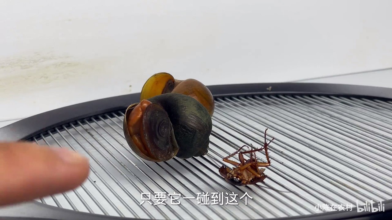 What happens if you put the Fushou snail on the 4000V electric mosquito swatter and press the switch?