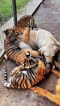 with+dog+mom+#tigercub++#tiger+#kitten+#foryou+#fpy+#cute+#kitty++#zoo+#adorable
