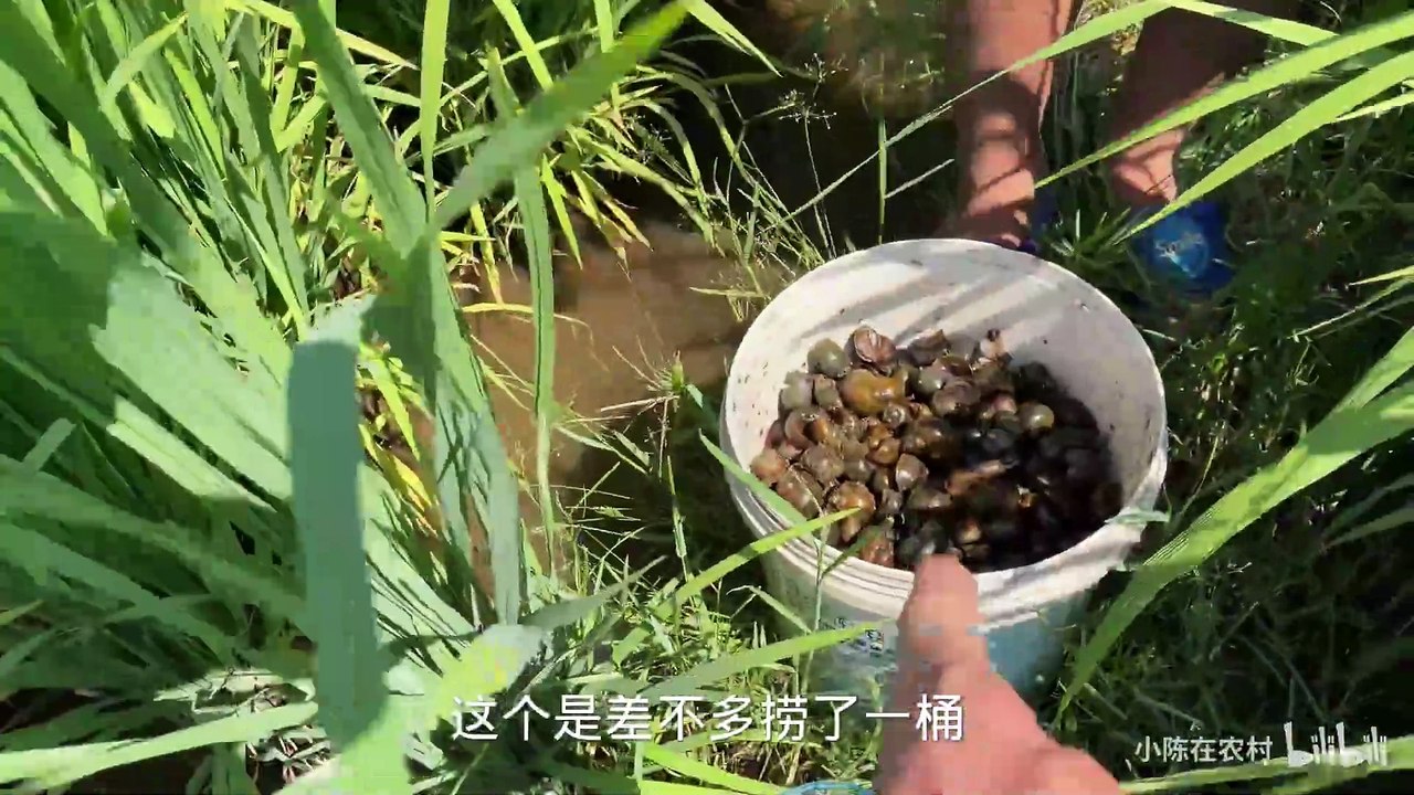 The Fushou snails in the village are under my control! Smash a bucket a day until it runs out