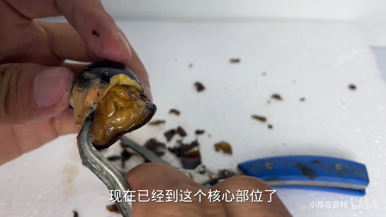 Will it die if you remove the shell of the snail? The results were astonishing
