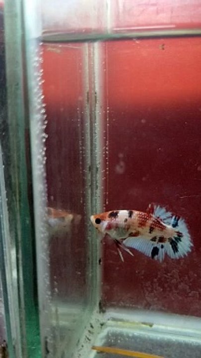 betta fish