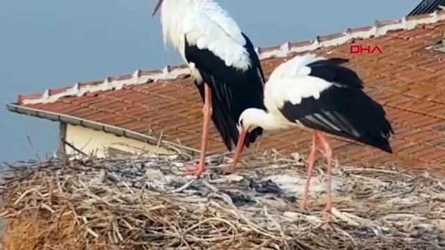 Bursa'da Yaren leylek göç yoluna çıktı