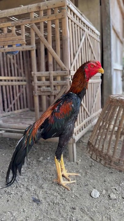 ayam petarung