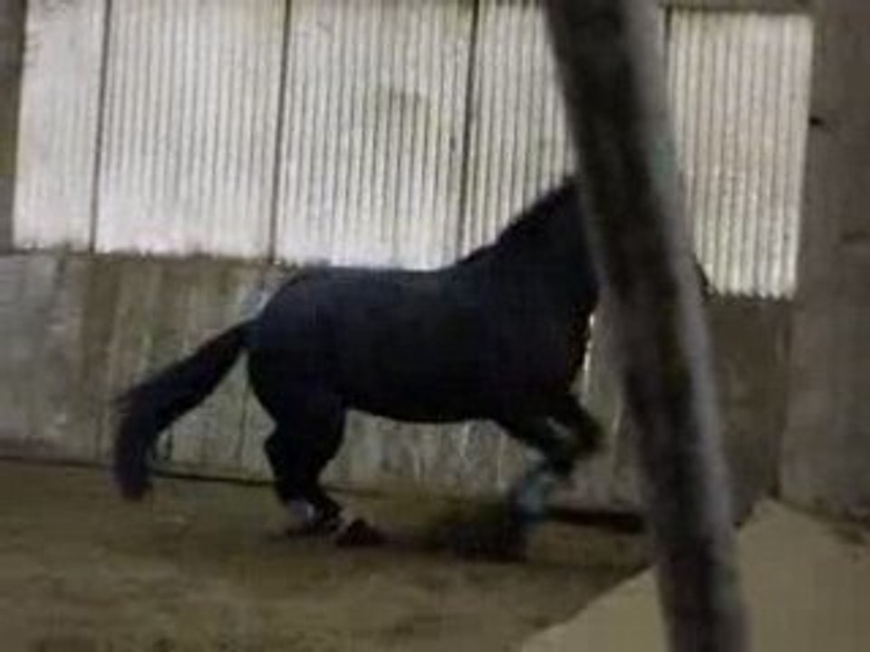 Harry laché 2