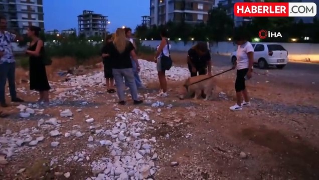 Hayvanseverler İsyan Etti: İki Sokak Köpeğinin Ölü Bulunduğu Mahallede Adalet İstiyorlar