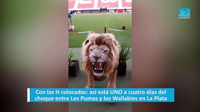 Con las H colocadas así está UNO a cuatro días del choque entre Los Pumas y los Wallabies en La Plata