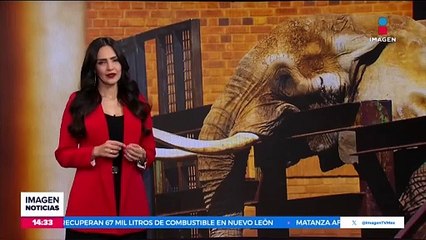 Sin ningún foco activo de incendios en Brasil