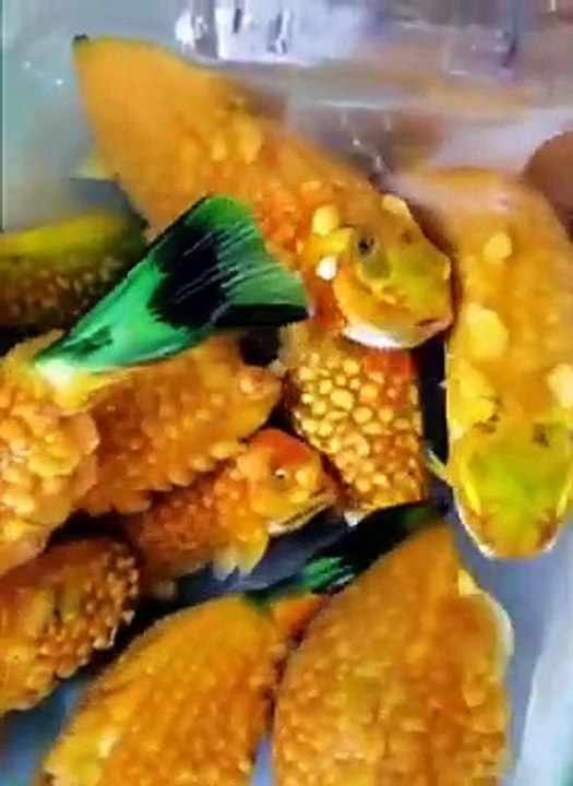 videoplayback (4)