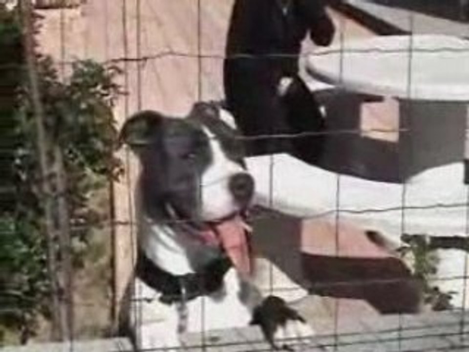 Amstaff Zeus a 10 mois qui danse