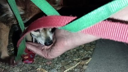 Ozzyta Villanova Paco; weather's gonna start getting cooler at night, but this late walk is nice VID_20240826_202740979