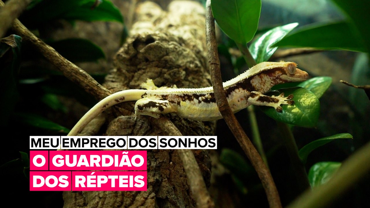 Meu Emprego dos Sonhos: O Guardião dos Répteis