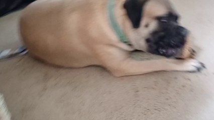 Nova got big ham leg from Central Pet store inside PACC shelter lobby. I was worried but all good VID_20240825_154020342