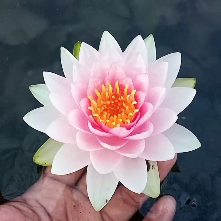 The Madame Wilfron water lily is an exquisite choice for enhancing the beauty and tranquility of your pond or water garden