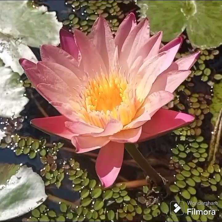 Discover the Stunning Lotus: Nature's Floating Masterpiece with Hidden Benefits!