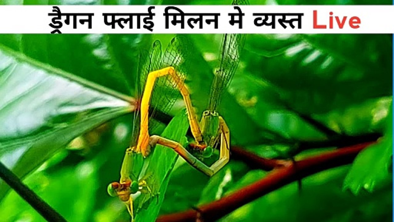 dragon flies breeding | ऐसे दृश्य बहुत कम देखने को मिलते हैँ | #towardthenature