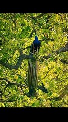 PEACOCK IN THE GARDEN,,, A beautiful peacock singing in garden on the tree