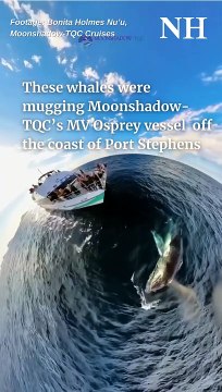Whales mugging a Moonshadow cruise at Port Stephens | Newcastle Herald | August 28