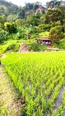 jalan jalan di pinggiran sawah