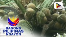 PBBM, inaprubahan ang karagdagang pondo para sa coconut planting or replanting at fertilization program ng PCA