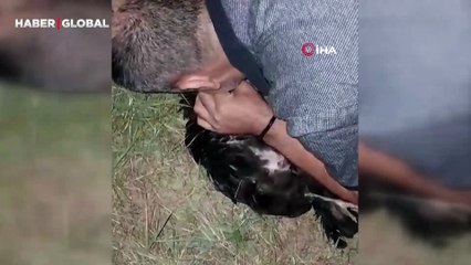 Sansarın saldırdığı tavuğa suni teneffüs yaptı